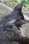 <img100*0:stuff/z/73640/cats%2520reference.6/i1279305570_6.jpg>
