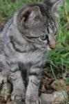 <img100*0:stuff/z/73640/cats%2520reference.6/i1279305570_7.jpg>