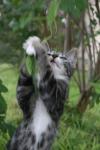 <img100*0:stuff/z/73640/cats%2520reference.6/i1279305571_8.jpg>