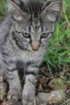 <img100*0:stuff/z/73640/cats%2520reference.6/i1279305572_10.jpg>