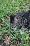 <img100*0:stuff/z/73640/cats%2520reference.6/i1279305572_9.jpg>