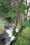 <img100*0:stuff/z/73640/cats%2520reference.6/i1279305573_11.jpg>