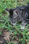 <img100*0:stuff/z/73640/cats%2520reference.6/i1279305574_12.jpg>