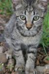 <img100*0:stuff/z/73640/cats%2520reference.6/i1279305575_13.jpg>