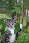 <img100*0:stuff/z/73640/cats%2520reference.6/i1279305576_14.jpg>