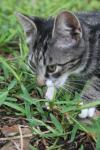<img100*0:stuff/z/73640/cats%2520reference.6/i1279305577_15.jpg>