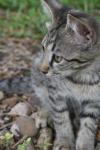 <img100*0:stuff/z/73640/cats%2520reference.6/i1279305578_16.jpg>