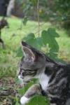 <img100*0:stuff/z/73640/cats%2520reference.6/i1279305578_17.jpg>