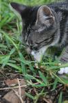 <img100*0:stuff/z/73640/cats%2520reference.6/i1279305579_18.jpg>