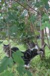 <img100*0:stuff/z/73640/cats%2520reference.6/i1279305580_19.jpg>