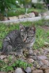 <img100*0:stuff/z/73640/cats%2520reference.6/i1279305581_20.jpg>