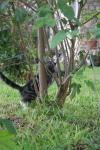 <img100*0:stuff/z/73640/cats%2520reference.6/i1279305582_21.jpg>