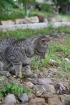 <img100*0:stuff/z/73640/cats%2520reference.6/i1279305583_22.jpg>