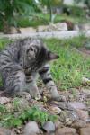 <img100*0:stuff/z/73640/cats%2520reference.6/i1279305585_24.jpg>