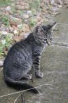 <img100*0:stuff/z/73640/cats%2520reference.6/i1279305585_25.jpg>