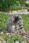 <img100*0:stuff/z/73640/cats%2520reference.6/i1279305586_26.jpg>