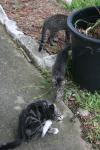 <img100*0:stuff/z/73640/cats%2520reference.6/i1279307974_1.jpg>