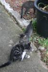 <img100*0:stuff/z/73640/cats%2520reference.6/i1279307975_2.jpg>