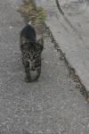 <img100*0:stuff/z/73640/cats%2520reference.6/i1279307976_3.jpg>