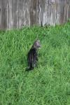 <img100*0:stuff/z/73640/cats%2520reference.6/i1279307977_4.jpg>