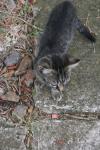 <img100*0:stuff/z/73640/cats%2520reference.6/i1279307978_5.jpg>