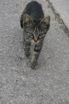 <img100*0:stuff/z/73640/cats%2520reference.6/i1279307979_6.jpg>