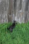 <img100*0:stuff/z/73640/cats%2520reference.6/i1279307979_7.jpg>
