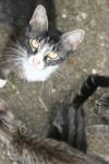 <img100*0:stuff/z/73640/cats%2520reference.6/i1279307980_8.jpg>