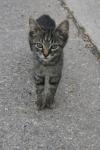 <img100*0:stuff/z/73640/cats%2520reference.6/i1279307981_9.jpg>