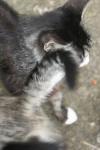 <img100*0:stuff/z/73640/cats%2520reference.6/i1279307982_10.jpg>