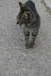 <img100*0:stuff/z/73640/cats%2520reference.6/i1279307982_11.jpg>