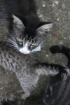 <img100*0:stuff/z/73640/cats%2520reference.6/i1279307983_12.jpg>