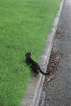 <img100*0:stuff/z/73640/cats%2520reference.6/i1279307984_13.jpg>