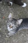 <img100*0:stuff/z/73640/cats%2520reference.6/i1279307985_14.jpg>