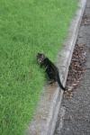 <img100*0:stuff/z/73640/cats%2520reference.6/i1279307985_15.jpg>