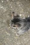 <img100*0:stuff/z/73640/cats%2520reference.6/i1279307986_16.jpg>
