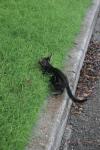 <img100*0:stuff/z/73640/cats%2520reference.6/i1279307987_17.jpg>