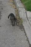 <img100*0:stuff/z/73640/cats%2520reference.6/i1279307988_18.jpg>
