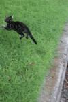 <img100*0:stuff/z/73640/cats%2520reference.6/i1279307988_19.jpg>