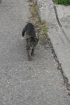 <img100*0:stuff/z/73640/cats%2520reference.6/i1279307989_20.jpg>