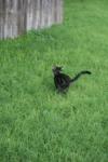 <img100*0:stuff/z/73640/cats%2520reference.6/i1279307990_21.jpg>