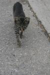 <img100*0:stuff/z/73640/cats%2520reference.6/i1279307990_22.jpg>
