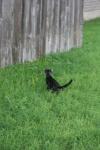 <img100*0:stuff/z/73640/cats%2520reference.6/i1279307991_23.jpg>