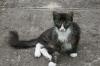 <img100*0:stuff/z/73640/cats%2520reference.6/i1279309749_1.jpg>