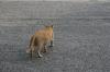 <img100*0:stuff/z/73640/cats%2520reference.6/i1279309749_10.jpg>
