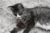 <img100*0:stuff/z/73640/cats%2520reference.6/i1279309749_11.jpg>