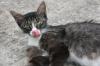 <img100*0:stuff/z/73640/cats%2520reference.6/i1279309749_12.jpg>