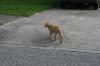 <img100*0:stuff/z/73640/cats%2520reference.6/i1279309749_13.jpg>