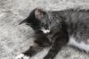 <img100*0:stuff/z/73640/cats%2520reference.6/i1279309749_14.jpg>