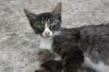 <img100*0:stuff/z/73640/cats%2520reference.6/i1279309749_15.jpg>